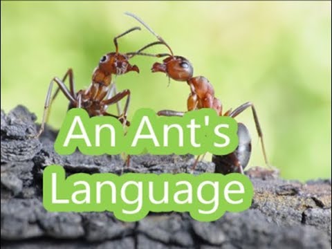 Aao English seekhein, class 5 L 13.1,  Story, An Ant’s Language