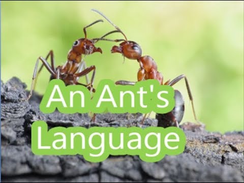 Aao English seekhein, class 5 L 13.2, Story, An Ant’s Language