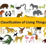 Pakistan home school/Science in Urdu class 5 L 1, classification of living things اشیاء کی صف بندی