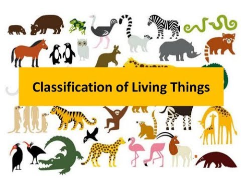 Pakistan home school/Science in Urdu class 5 L 1, classification of living things اشیاء کی صف بندی