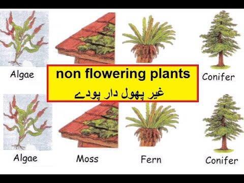 Science in Urdu class 5 L 10, Nonflowering plant غیر پھولدار پودے