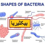 Science in Urdu class 5 L 13, Bacteria بیکٹیریا