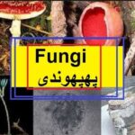 Science in Urdu class 5 L 14 Fungi پھپھوندی