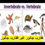 Pakistan home school/Science in Urdu class 5 L 2, vertebrates and invertebrates فقاریہ اور غیر فقاریہ جانور