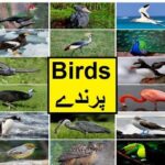 Pakistan home school/Science in Urdu class 5 L 3, Birds پرندے