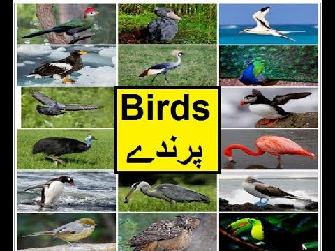 Pakistan home school/Science in Urdu class 5 L 3, Birds پرندے
