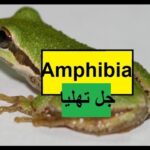Pakistan home school/Science in Urdu class 5 L 4, Amphibia جل تھلیا