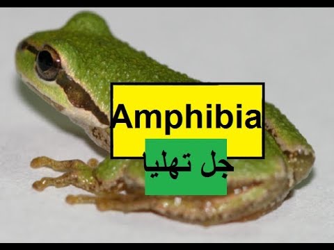 Pakistan home school/Science in Urdu class 5 L 4, Amphibia جل تھلیا