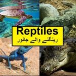 Pakistan home school/Science in Urdu class 5 L 5, Reptiles رینگنے والے جانور