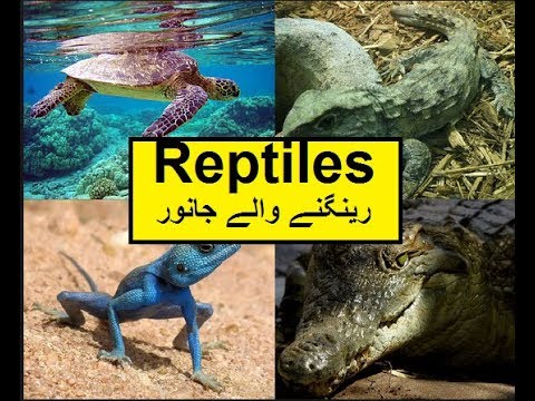 Pakistan home school/Science in Urdu class 5 L 5, Reptiles رینگنے والے جانور