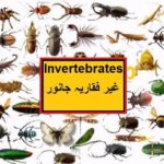 Pakistan home school/Science in Urdu class 5 L 6, Invertebrates غیر فقاریہ جانور