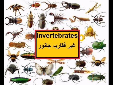 Pakistan home school/Science in Urdu class 5 L 6, Invertebrates غیر فقاریہ جانور