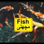 Pakistan home school/Science in Urdu class 5 L 7, Fish فش