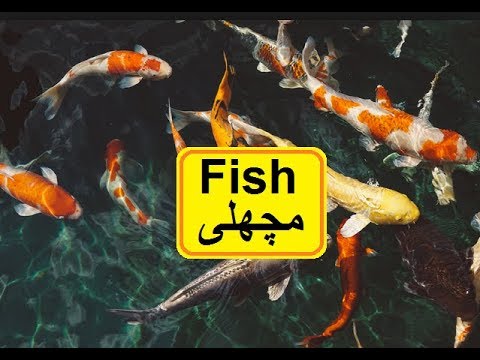 Pakistan home school/Science in Urdu class 5 L 7, Fish فش
