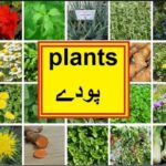 Science in Urdu class 5 L 8, Plants پودے