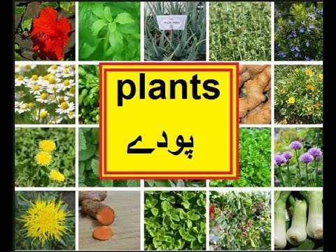 Science in Urdu class 5 L 8, Plants پودے