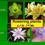 Science in Urdu class 5 L 9, Flowering plants پھول دار پودے