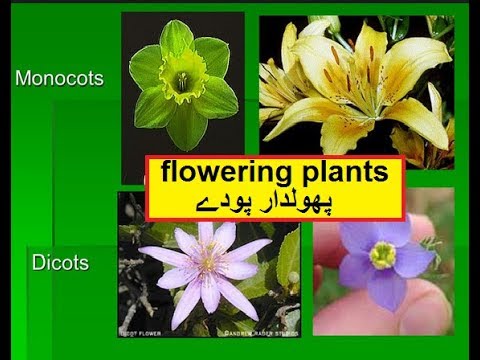 Science in Urdu class 5 L 9, Flowering plants پھول دار پودے