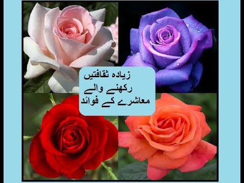 5th class social studies, L 68, Advantages of multicultural society, ملٹی کلچرل سوسایؑٹی