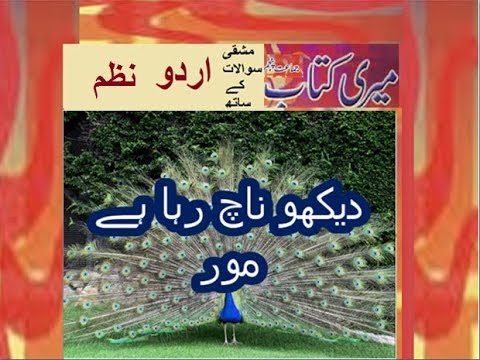 Class 5 PTB Urdu Sabaq 8.1, Urdu poem  دیکھو ناچ رہا ہے مور