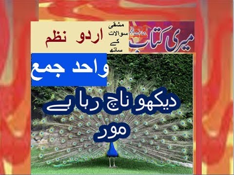 Class 5 PTB Urdu Sabaq 8.2, Urdu poem/دیکھو ناچ رہا ہے مور/ wahid jamma واحد جمع