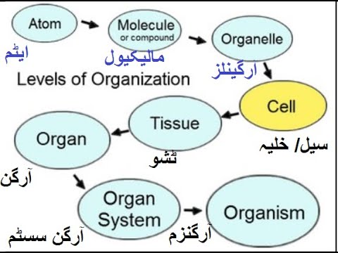 9th Class Biology Ch 1.7 Levels of Organization