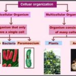 9th class Biology ch 1.8 Cellular organization