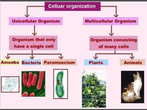 9th class Biology ch 1.8 Cellular organization