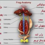 9th Class biology ch 1.9,  Frog Anatomy