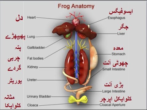 9th Class biology ch 1.9,  Frog Anatomy