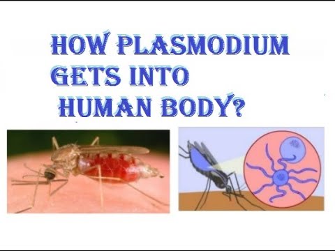 9th class biology ch 2.4, How Plasmodium gets into human body?