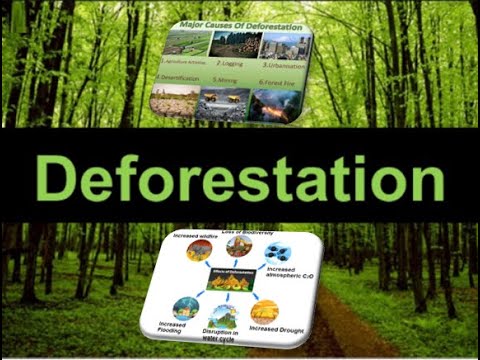 9th class biology ch 3.5 Causes and effects of deforestation