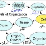 9th class Biology Chapter 1.6, Levels of Organization