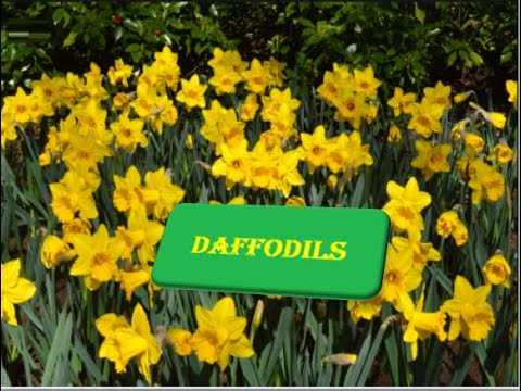 9th class English unit 5.1, Poem Daffodils