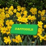9th class English unit 5.2, Poem Daffodils