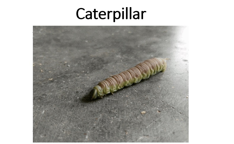 English class 4/Poem Caterpillar
