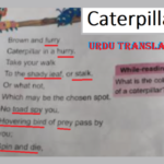 Single National Curriculum/SNC/English class 4/Poem Caterpillar Urdu Translation