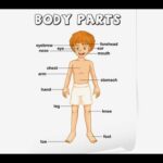 Aao English seekhein, for kids Class 1, Body Parts Vocabulary