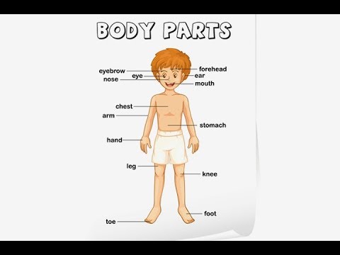 Aao English seekhein, for kids Class 1, Body Parts Vocabulary