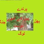 Aao Urdu seekhein, Learn Urdu for Kids and Beginners, Urdu Kahani