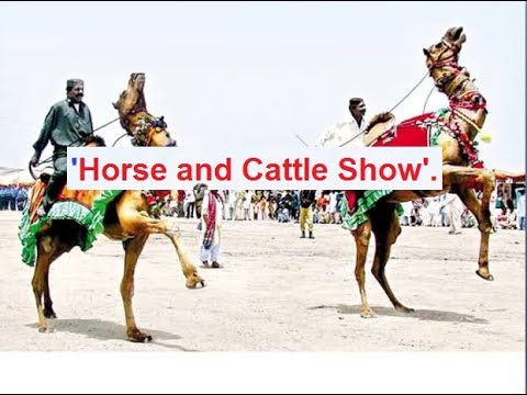 Aao English seekhien, Story “Horse and cattle show” in Urdu L 70