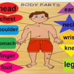 preschool English , body parts names with pictures for kids in Urdu