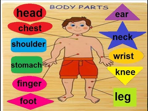preschool English , body parts names with pictures for kids in Urdu