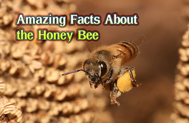 English class 4/poem caterpillar/ Amazing facts about Honey bee