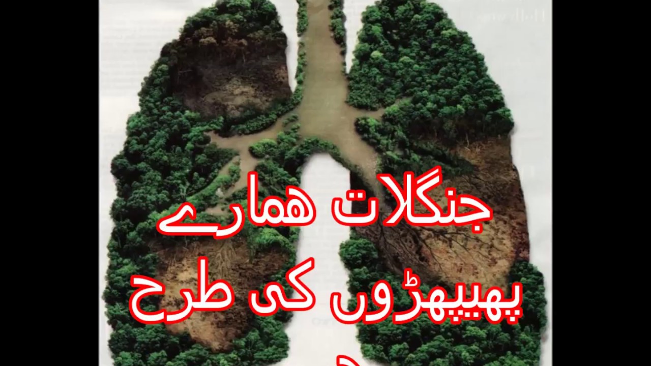 Aao Urdu seekhein, Learn Urdu for Kids and Beginners, Urdu Kahani Drakhat aur poday