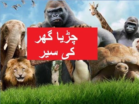 Aao Urdu seekhein, Grade 3 L 13, Visit to Zoo,  چڑیا گھر کی سیر